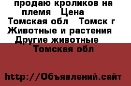 продаю кроликов на племя › Цена ­ 1 - Томская обл., Томск г. Животные и растения » Другие животные   . Томская обл.